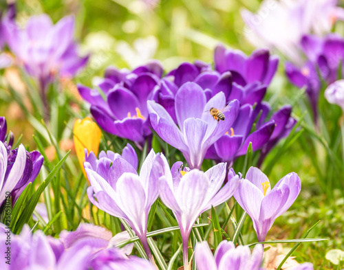 Image of a honeybee flying on a colorful field to the blossom of a crocus during spring on a sunny day with blur in the back and foreground