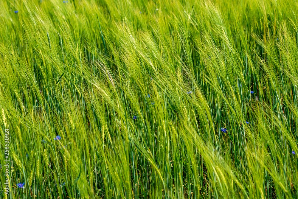 summer green meadow with random flowers blooming in mid summer day