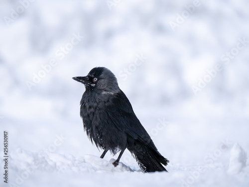 Western jackdaw (Coloeus monedula) on the snowy tree. Eurasian jackdaw in snowy forest. Western jackdaw in winter forest.