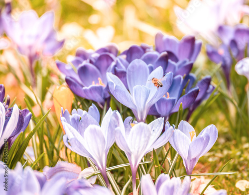 Image of a honeybee flying on a colorful field to the blossom of a crocus during spring on a sunny day with blur in the back and foreground