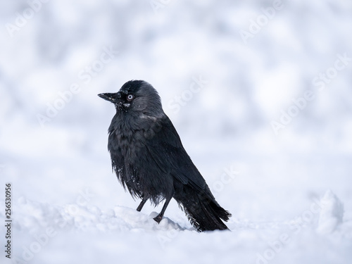 Western jackdaw (Coloeus monedula) on the snowy tree. Eurasian jackdaw in snowy forest. Western jackdaw in winter forest.