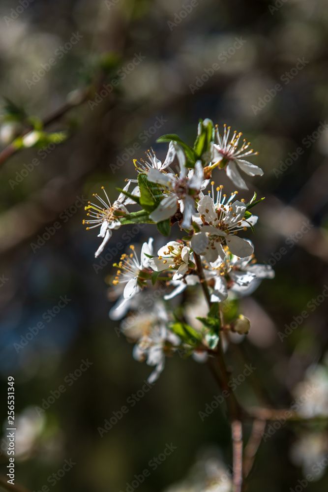white spring flowers on natural green meadow background white spring flowers on natural green meadow background