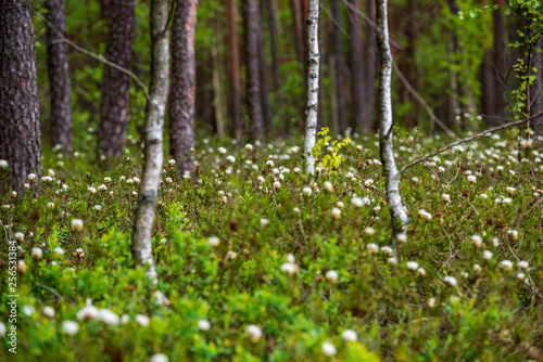 Fototapeta Naklejka Na Ścianę i Meble -  white spring flowers on natural green meadow background