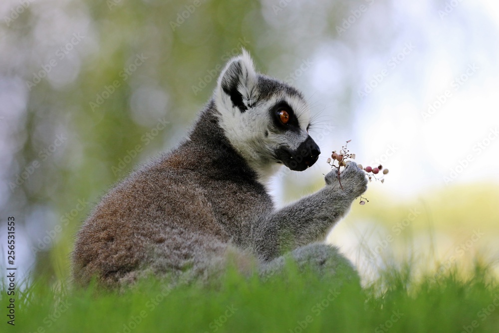 Naklejka premium lemur