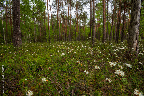 white spring flowers on natural green meadow background