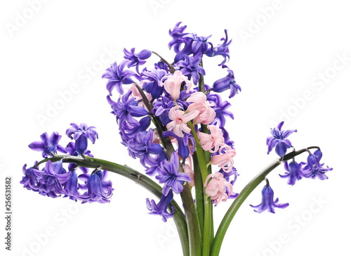Blooming hyacinth  spring flowers isolated on white background