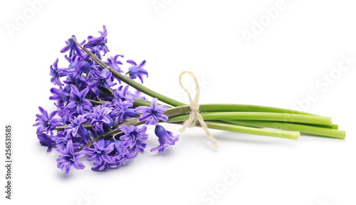 Fototapeta Naklejka Na Ścianę i Meble -  Blooming hyacinth, spring flowers isolated on white background