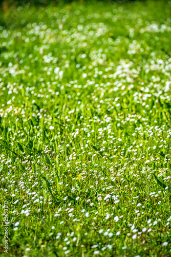 white spring flowers on natural green meadow background