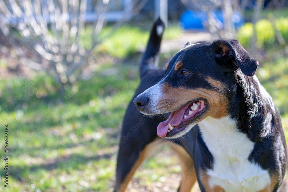 Fototapeta premium Appenzeller Sennenhund. The dog is standing in the park on the Spring. Portrait of a Appenzeller Mountain Dog.