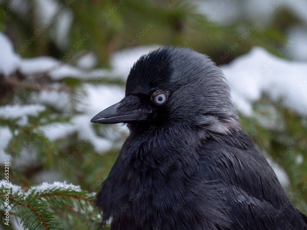 Fototapeta premium Western jackdaw (Coloeus monedula) on the snowy tree. Eurasian jackdaw in snowy forest. Western jackdaw in winter forest.