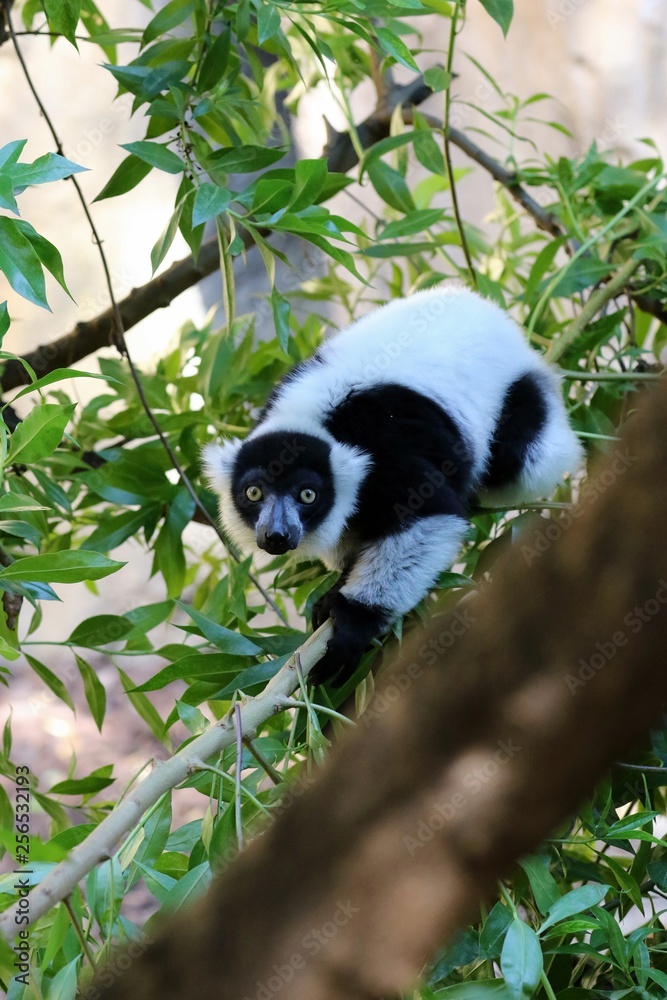 Fototapeta premium lemur