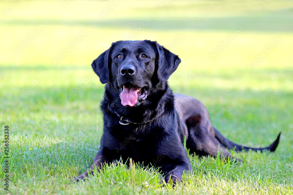 Black Labrador Retriever lying on the ground in a park in green grass. Background is green. It's a close up view.