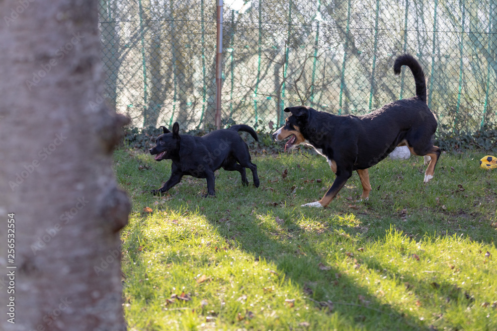 Appenzeller Mountain dog run with a Labrador mix puppy outdoors Appenzeller Mountain dog run with a Labrador mix puppy outdoors