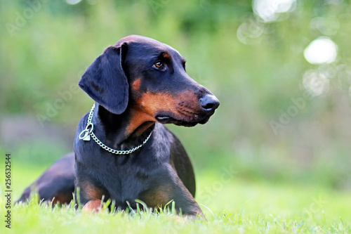 Portrait of Doberman lying in green grass in park. Background is green. It's a close up view. © Jana