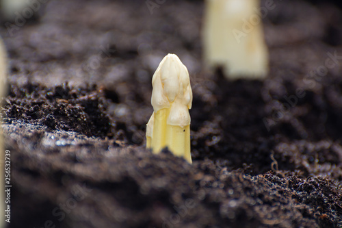 New spring season of white asparagus vegetable on field ready to harvest, white heads of asparagus growing up from the ground on farm
