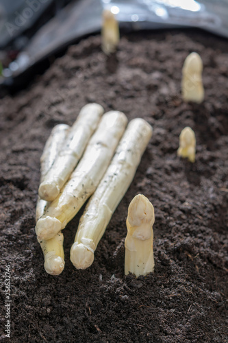 New harvest of  white asparagus vegetable in spring season, white heads of asparagus growing up from the ground on farm