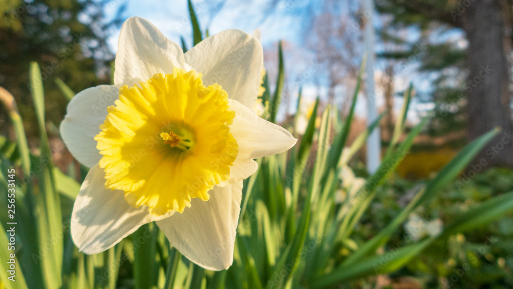 daffodils in the garden daffodils in the garden