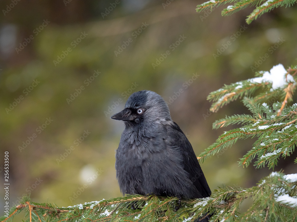 Western jackdaw (Coloeus monedula) on the snowy tree. Eurasian jackdaw in snowy forest. Western jackdaw in winter forest. Western jackdaw (Coloeus monedula) on the snowy tree. Eurasian jackdaw in snowy forest. Western jackdaw in winter forest.