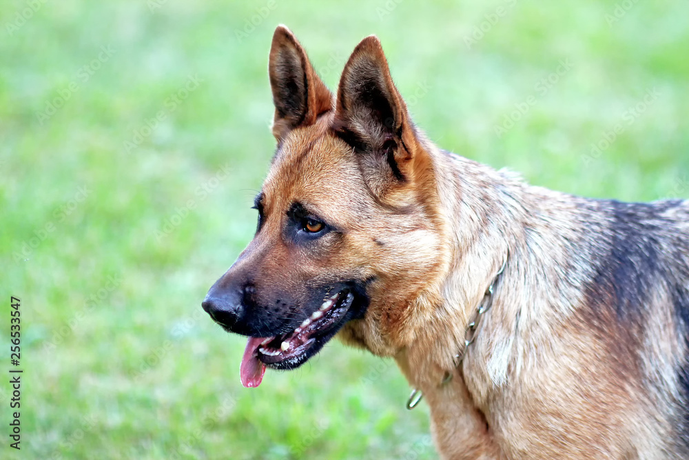 Dog portrait in grass. The breed is german shepherd.