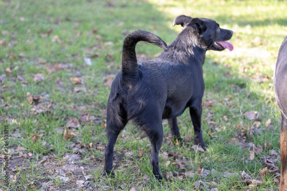 Labrador mix dog is standing away over a green field. Cute runaway dog Labrador mix dog is standing away over a green field. Cute runaway dog