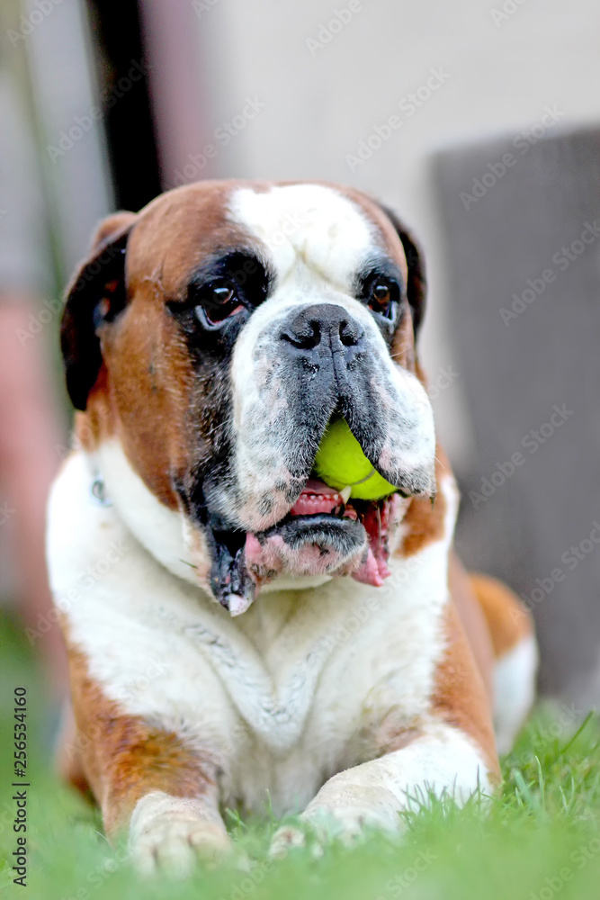 Dog is lying in gree grass in park with tennis ball. The breed is German boxer.