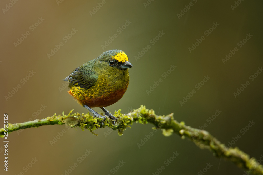 Fototapeta premium Olive-backed Euphonia - Euphonia gouldi small passerine bird in the finch family, resident breeder in the Caribbean lowlands and foothills from southern Mexico to western Panama