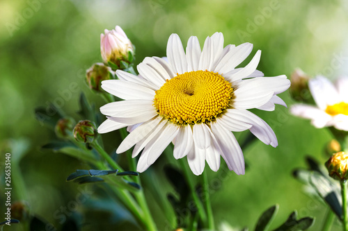 Chamomile flowers  in summer blurred background