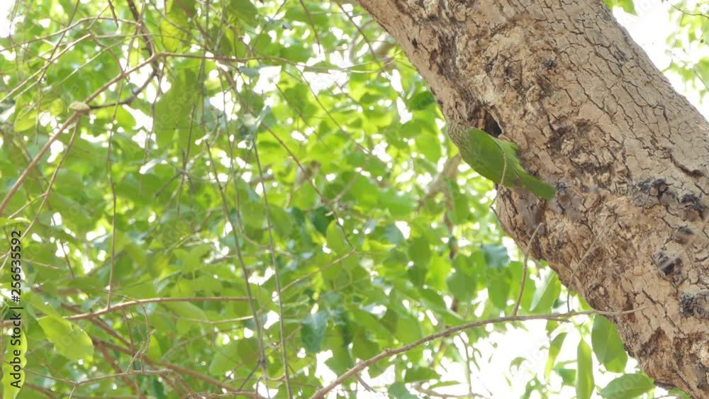 Lineated Barbet bird (Megalaima lineata) flying in to nests on high tree in tropical rain forest. Lineated Barbet bird (Megalaima lineata) flying in to nests on high tree in tropical rain forest.
