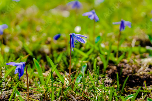 blooming star hyacinths (Chionodoxa)