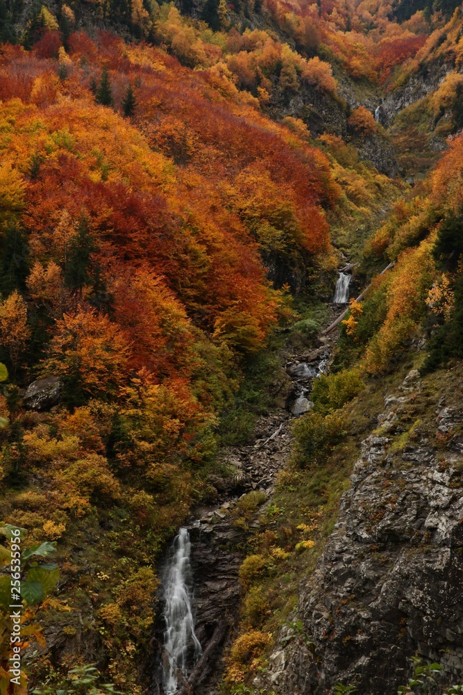 Autumn forest nature. Vivid morning in colorful forest with sun rays through branches of trees. Scenery of nature with sunlight.savsat/artvin/turkey