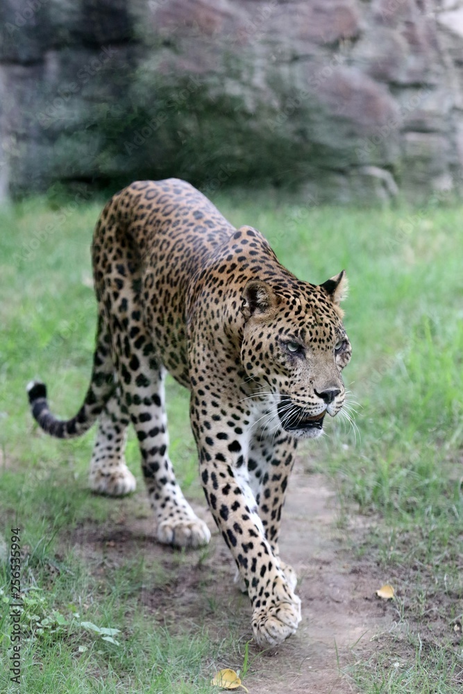 leopardo