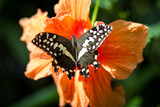 Beautiful butterfly on green leaf. Summertime greenery,