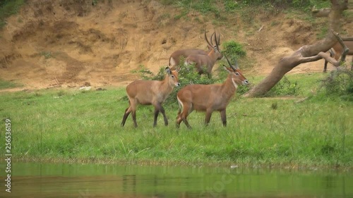 Antelopes on the banks of the river, a national park in Uganda. (East Africa) photo