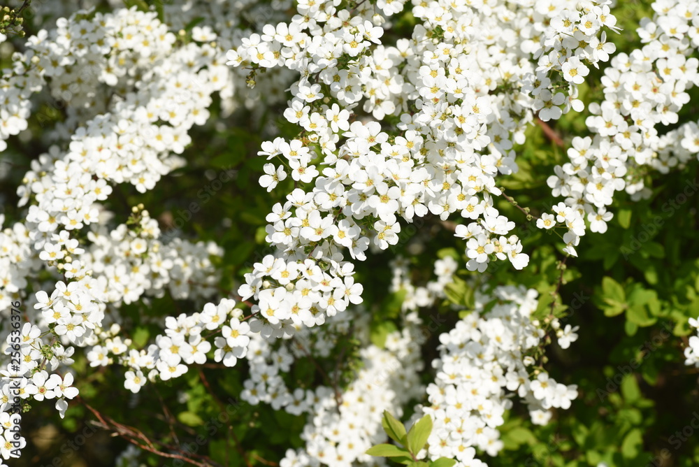 Thunberg spirea