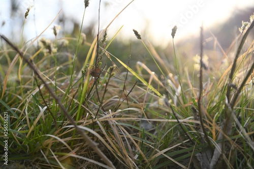 natural grass in the wind