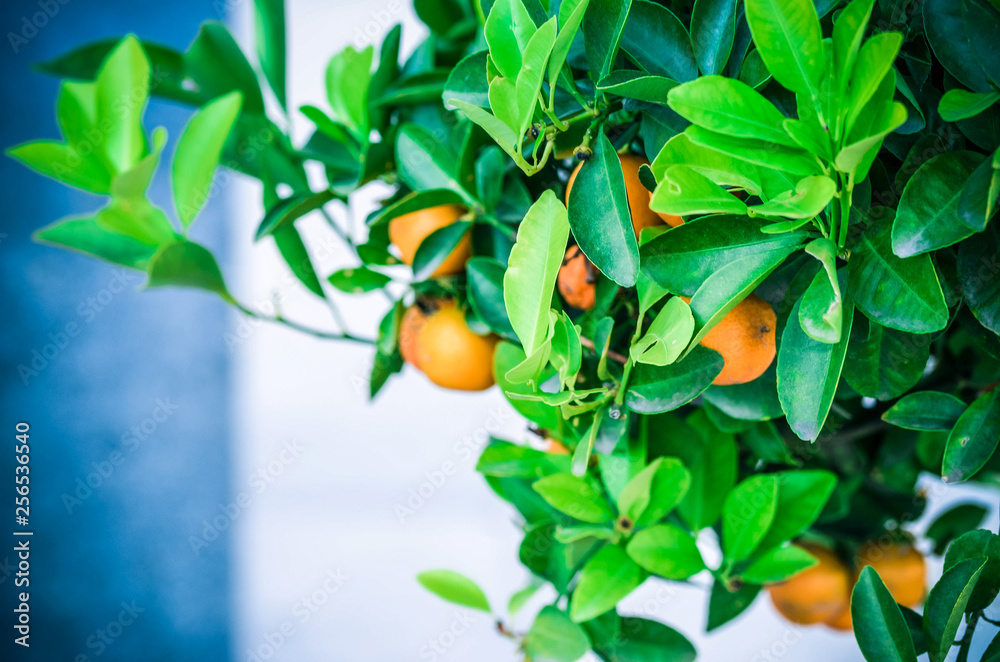 Mandarin tree with gentle blurred background. White, blue wall colors. Bright orange tagerine fruits, green leaves, wide branches. Warm summer light, soft focus.Beautiful garden photo for nature print