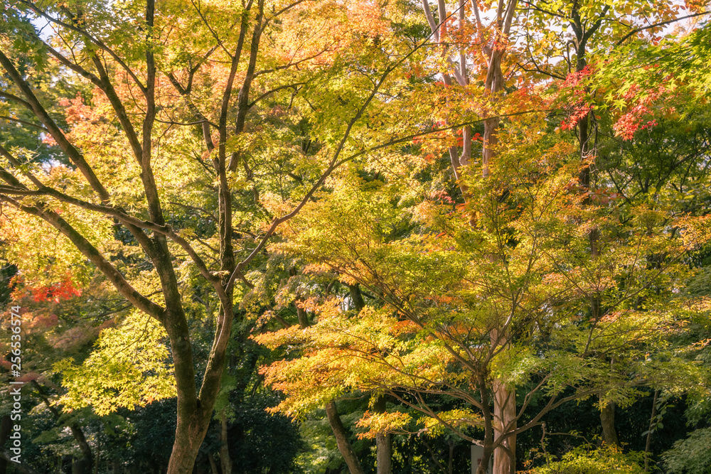 Back lit trees at Kiyomizu Garden in autumn.