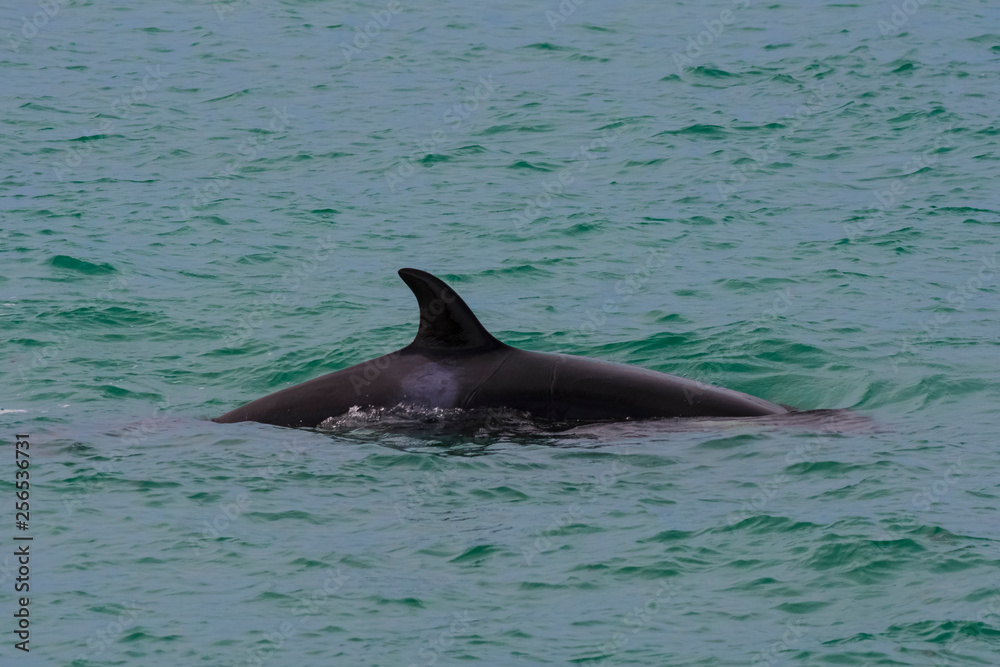 Fototapeta premium Orcas family, hunting in Patagonia, Peninsula Valdes
