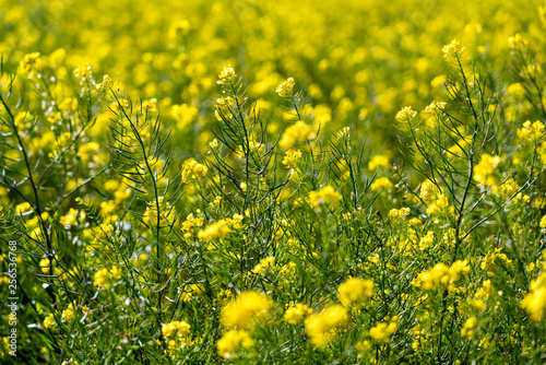 Fields of yellow Wild Mustard Plant 