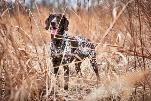 a beautiful bird dog in a field of grass photo