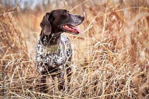 Photography a beautiful bird dog in a field of grass