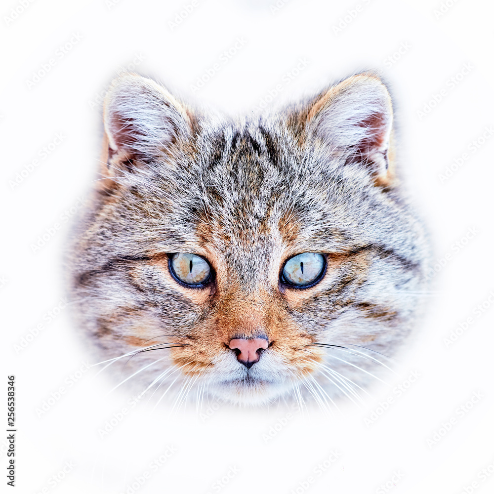 European wildcat (Felis silvestris) in natural habitat European wildcat (Felis silvestris) in natural habitat