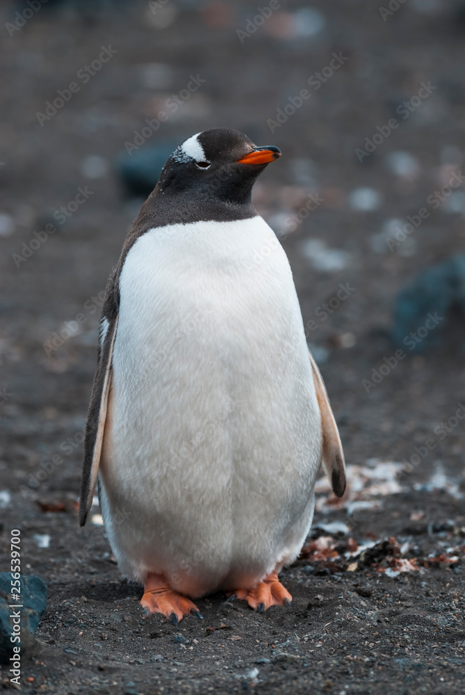 Naklejka premium Gentoo Penguin,Hannah Point, Antartica