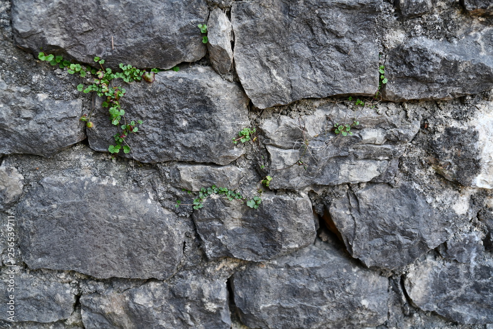 old stone wall with green moss