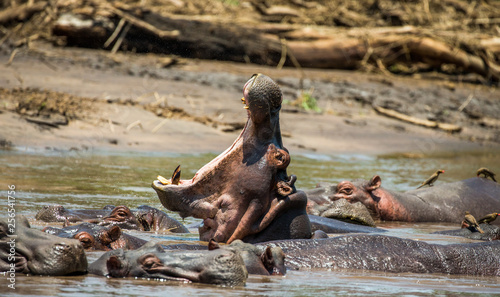 Hippo in water with wide open mouth. East Africa. Tanzania. Serengeti National Park