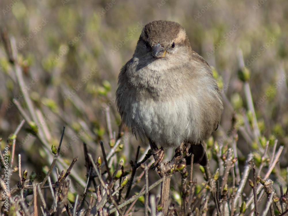 Obraz premium wróbel