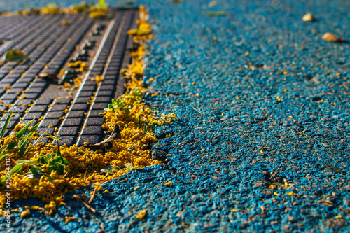 Mimosa. Fallen mimosa flowers on the floor.