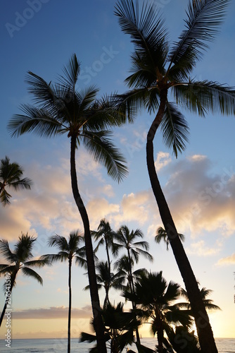 Tropical island vibes.