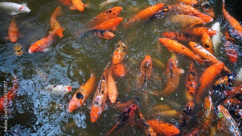 Japanese Koi fish in a pond.