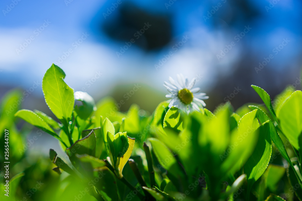 Obraz premium spring daisy over a green bush
